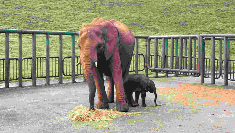 Nacimiento de elefanta en el Parque de Cabárceno