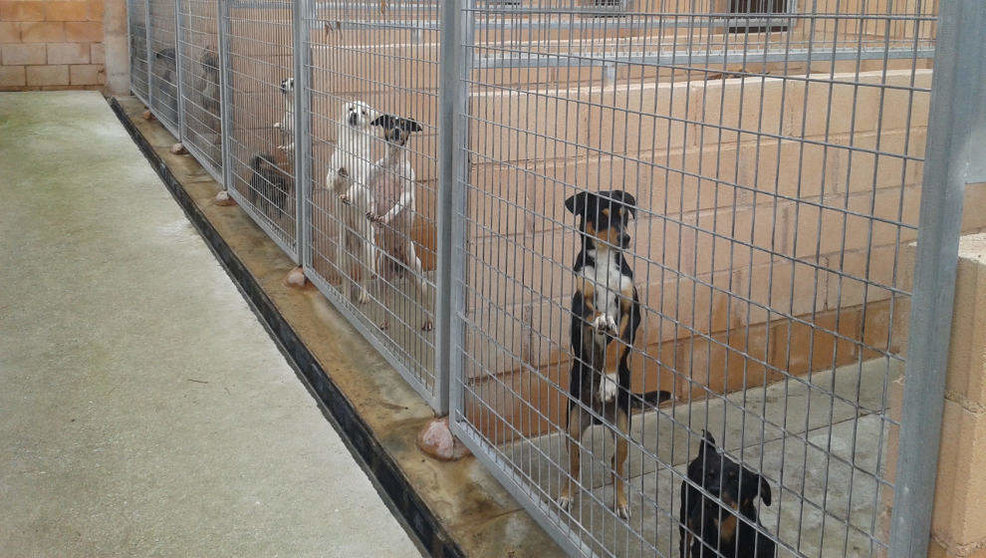 Santander ha adjudicado el servicio de albergue de animales abandonados