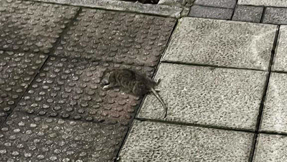 Rata muerta en la calle Río de la Pila de Santander