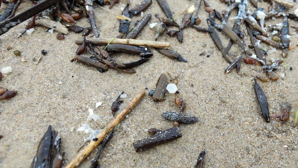 Pellets en la playa de La Virgen del Mar en Santander | Foto: edc