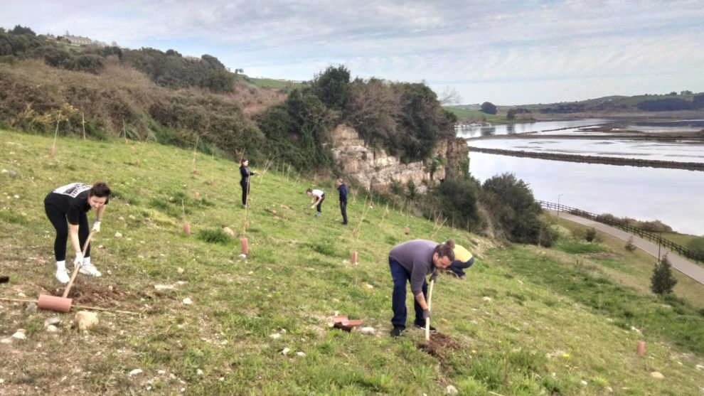 Voluntarios plantan 180 árboles en la ría de San Martín, en Suances