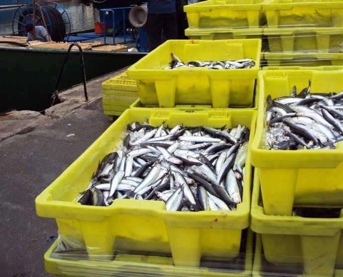 El Ministerio ha limitado la cuota de pesca de anchoa