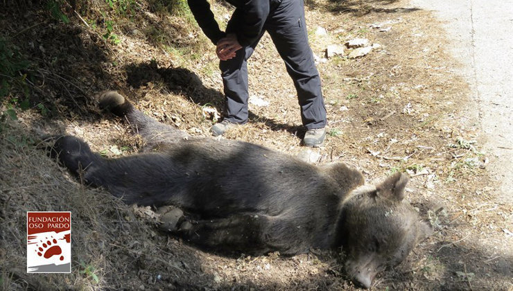 El oso pardo encontrado en Asturias murió por un disparo