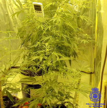 La Policía ha encontrado la plantación de marihuana en un piso de reducidas dimensiones