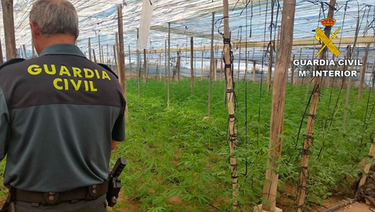 La Guardia Civil ha desmantelado una instalación con 41.500 plantas de marihuana
