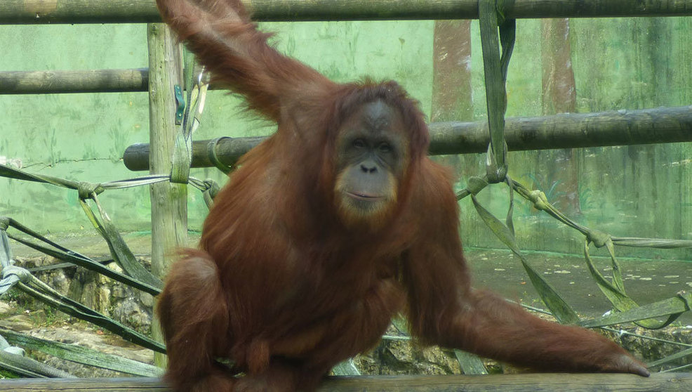 La-orangutana-Victoria