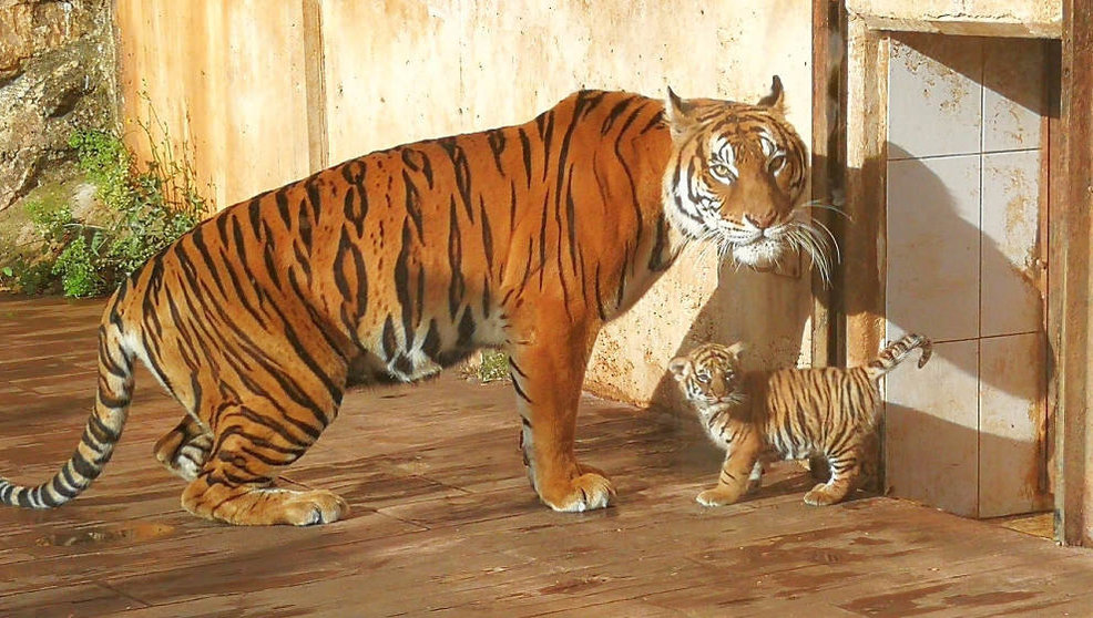 La cría de tigre de Bengala ya puede verse en Cabárceno