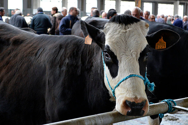 Vaca cántabra | Foto: Archivo