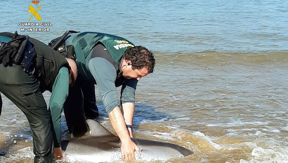 Auxilio a un delfín