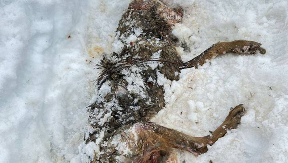 Cadáver de un ejemplar de lobo hembra | Foto: ASCEL y J. C. C.