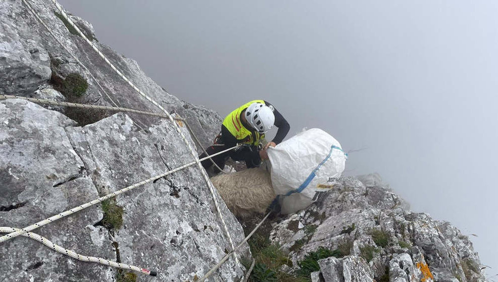 Rescate de una oveja enriscada a 20 metros de altura en Cillorigo de Liébana