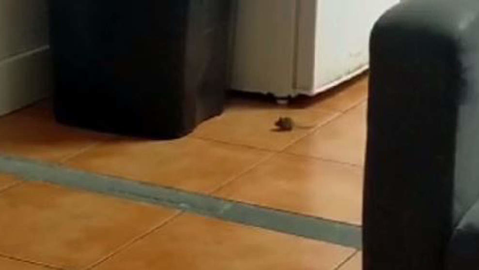 Imagen de la presencia de ratas en el lugar de trabajo