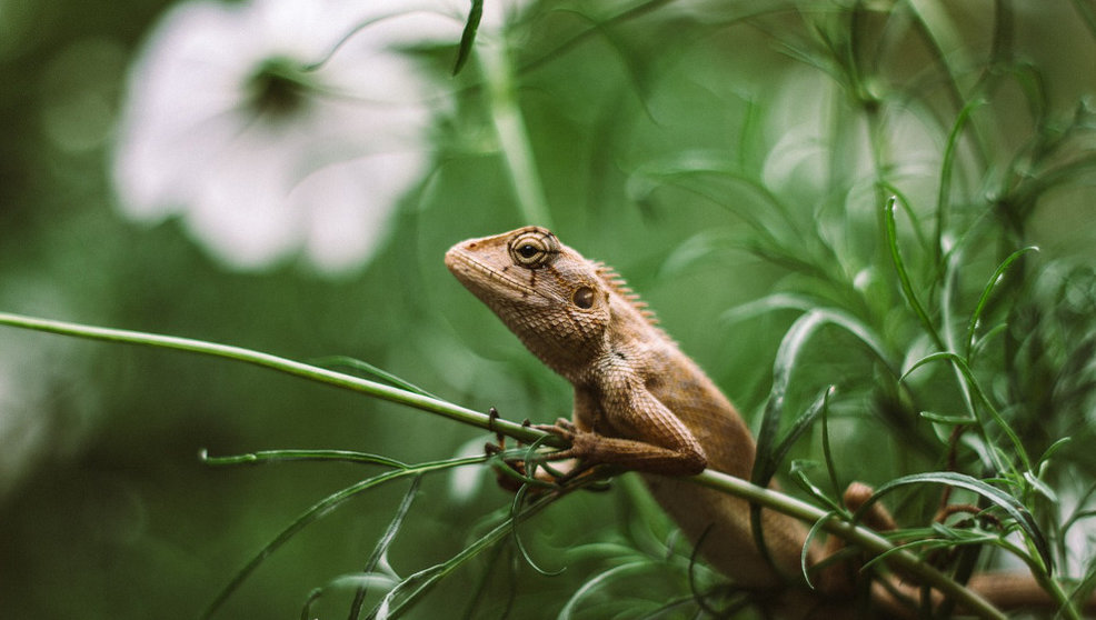 Iguana | Foto: Pixabay